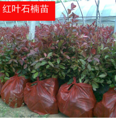 紅葉石楠小苗 綠化工程 直銷紅葉石楠苗 色塊綠化石楠苗
