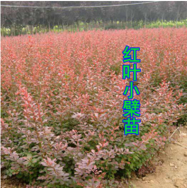 批發紅葉小檗苗 綠化工程苗 庭院公路隔離帶綠籬植物彩色苗木