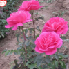 供應苗木樹苗 大花月季 各品種花色全 單品主打