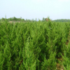 供應龍柏 苗木樹苗樹形好 綠化苗木