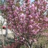 供應苗木花樹 c樹
