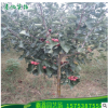 批發(fā)大金星山楂樹 山楂樹 山里紅 山楂樹 3公分特賣