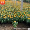 花圃直銷優(yōu)質大花孔雀草 四季播 陽臺種植花卉 孔雀草種苗