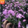 叢生福祿考 花壇綠化青州芝櫻基地 粉色芝櫻青州批發(fā)