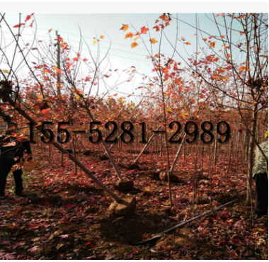 地徑10公分紅楓價格_美國紅楓 5公分紅點紅楓