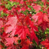 直銷美國紅楓小苗 美國改良紅楓 北美紅楓 現(xiàn)貨充足 園林綠化苗木
