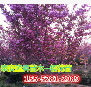 1公分2公分3公分4公分櫻花基地 供應1公分2公分3公分櫻花樹苗