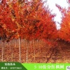 供應精品5-10公分紅楓樹 美國紅楓 日本紅楓