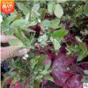 基地供應高半高叢藍莓苗 果實較大果肉飽滿 規(guī)格齊全量大優(yōu)惠