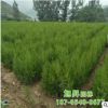 現貨直銷側柏 自家基地種植易成活綠化專用側柏小樹 側柏批發
