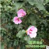批發木槿樹 大量供應盆栽花苗陽臺庭院公園觀花綠植 木槿樹