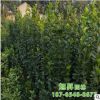 苗圃基地直售高品質北海道黃楊園林綠化苗木小葉黃楊北海道黃楊