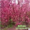 供應出售絢麗海棠苗 優良品種絢麗海棠園林工程苗 海棠苗便宜