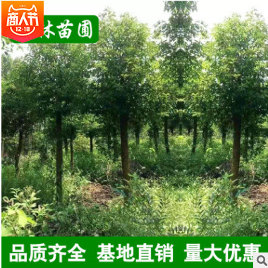 基地批發 香樟 香樟樹苗 香樟大樹 多桿香樟 基地移栽 四季常青