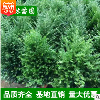 低價苗圃 紅豆杉 曼地亞紅豆杉 小苗批發 規格齊全 量大優惠