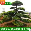 【基地直銷】造型羅漢松工程綠化 供應(yīng)造型羅漢松 規(guī)格齊全批發(fā)