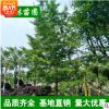 低價(jià)苗圃 銀杏樹曼地亞紅豆杉 小苗批發(fā) 規(guī)格齊全 量大優(yōu)惠