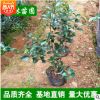 茶梅小苗專業基地 工程苗茶梅 茶梅庭院綠化植物盆栽花卉 籬笆苗