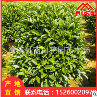 非洲茉莉室內(nèi)盆栽花卉客廳辦公綠植園林綠化工程批發(fā) 基地直銷