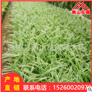 吊蘭室內(nèi)陽臺(tái)花卉盆栽綠化釣蘭批發(fā) 辦公室凈化空氣綠植 廠家直銷
