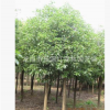 綠化樹苗 樟樹 大量低價(jià)出售香樟樹