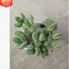 熊童子 多肉植物批發(fā) 基地直供 景天科多肉盆栽 吸甲醛