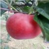 專供4公分紅將軍蘋果苗 紅將軍蘋果苗品質純正