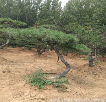 基地專業(yè)供應泰山景松 樹形美觀 造型獨特 造型油松 量大優(yōu)惠