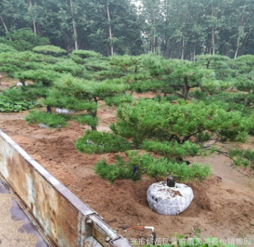 基地直銷泰山景松 造型獨特 樹形美觀 根系發(fā)達 景松造型