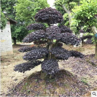 造型紅花繼木 紅繼木基地直銷綠化樹木批發(fā)工程常綠喬木