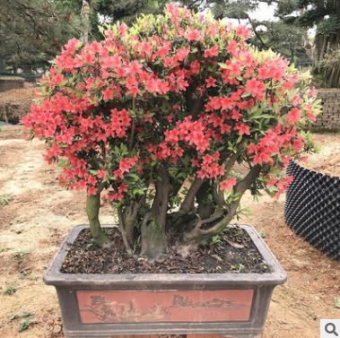 映山紅樁景 花卉室內(nèi)帶花盆綠植鮮花植物花苗批發(fā)