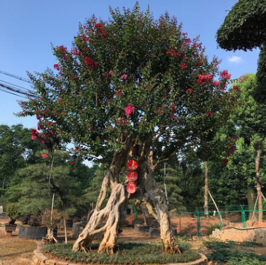 紫薇風(fēng)景樹苗 綠化工程苗木 行道樹紫薇灌木綠化苗木花卉