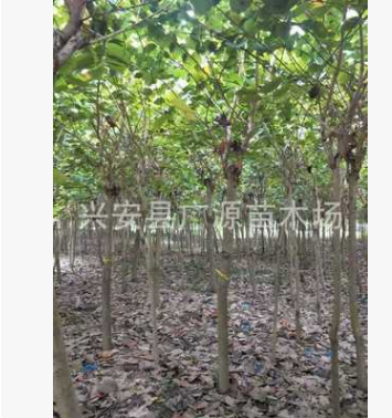 紫荊 洋紫荊 巨紫荊 廣西洋紫荊 羊蹄甲 洋紫荊地苗