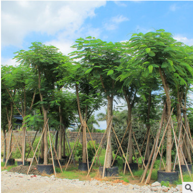 鳳凰木福建產地直銷 富麗堂皇工程綠化苗直供 規格齊全