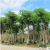 鳳凰木福建產地直銷 富麗堂皇工程綠化苗直供 規(guī)格齊全