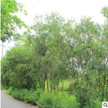 福建串錢柳、綠植批發 廠家直銷行道庭院園林景觀綠化工程