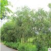 福建串錢柳、綠植批發(fā) 廠家直銷行道庭院園林景觀綠化工程
