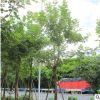 大量批發(fā)四季變化 黃花風鈴木 產地大量供應品相良好 基地直銷