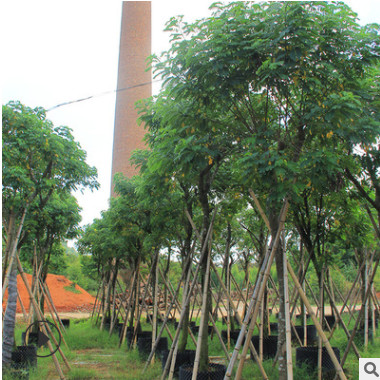 福建黃花槐基地直銷 大量批發 園林景觀工程供應 規格齊全