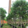 福建黃花槐基地直銷 大量批發(fā) 園林景觀工程供應 規(guī)格齊全