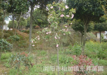 苗木基地直銷櫻花，日本晚櫻，早櫻，福建山櫻花。