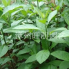 福建漳州供應降血壓，降血糖，降血脂神奇植物南非葉