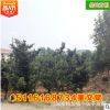 批發(fā)原生羅漢松 冠幅飽滿精品造型盆景園林綠化苗木 苗圃基地直銷