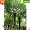 批發(fā)香樟樹 綠化工程苗精品造型苗木常綠喬木公園小區(qū) 基地直銷