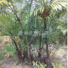 福建漳州供應香棕