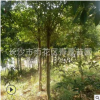 杜英 成活率高 價格優惠 別墅綠華 工程苗 基地直銷