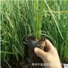 供應(yīng)馬藺 馬蘭苗 批發(fā)各種宿根花卉綠化苗木 別墅小區(qū)學(xué)校綠化