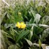 批發(fā) 草花花卉種子 大花金雞菊 重瓣金雞菊 基地直批 低價(jià)