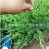 龍柏苗批發(fā) 規(guī)格齊全 貨源足 小龍柏批發(fā) 綠化苗木綠化苗木喬木