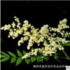 基地批發(fā)綠化苗珍珠梅苗 珍珠梅小苗 庭院觀賞優(yōu)質(zhì)珍珠梅樹(shù)苗